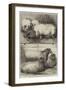 Prize Pigs and Sheep at the Smithfield Club Cattle Show-Harrison William Weir-Framed Giclee Print