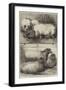 Prize Pigs and Sheep at the Smithfield Club Cattle Show-Harrison William Weir-Framed Giclee Print