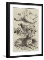 Prize Poultry and Dogs at the Birmingham Show-Harrison William Weir-Framed Giclee Print