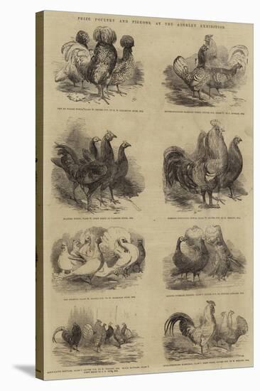 Prize Poultry and Pigeons, at the Anerley Exhibition-null-Stretched Canvas