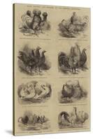 Prize Poultry and Pigeons, at the Anerley Exhibition-null-Stretched Canvas