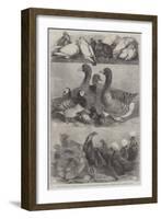 Prize Poultry and Pigeons at the Birmingham Exhibition-Harrison William Weir-Framed Giclee Print