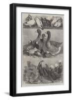 Prize Poultry and Pigeons at the Birmingham Exhibition-Harrison William Weir-Framed Giclee Print