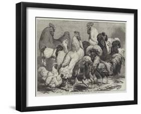 Prize Poultry at the Birmingham and Midland Counties Agricultural Show-Samuel John Carter-Framed Giclee Print