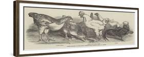 Prize Poultry at the Royal Agricultural Society's Show, at Lewes-Harrison William Weir-Framed Giclee Print