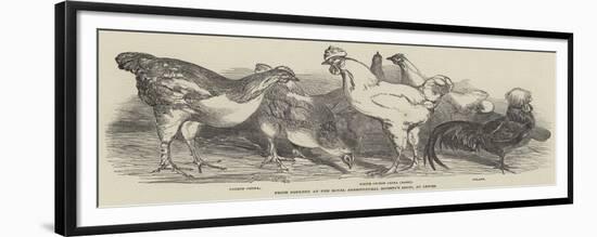 Prize Poultry at the Royal Agricultural Society's Show, at Lewes-Harrison William Weir-Framed Giclee Print