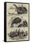 Prize Poultry, Etc, at the Zoological Society's Gardens-null-Framed Stretched Canvas