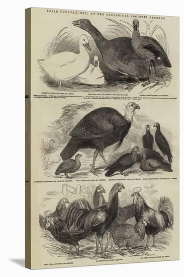 Prize Poultry, Etc, at the Zoological Society's Gardens-null-Stretched Canvas