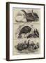 Prize Poultry, Etc, at the Zoological Society's Gardens-null-Framed Giclee Print