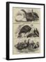 Prize Poultry, Etc, at the Zoological Society's Gardens-null-Framed Giclee Print