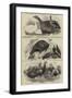 Prize Poultry, Etc, at the Zoological Society's Gardens-null-Framed Giclee Print