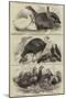 Prize Poultry, Etc, at the Zoological Society's Gardens-null-Mounted Giclee Print