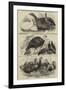 Prize Poultry, Etc, at the Zoological Society's Gardens-null-Framed Giclee Print