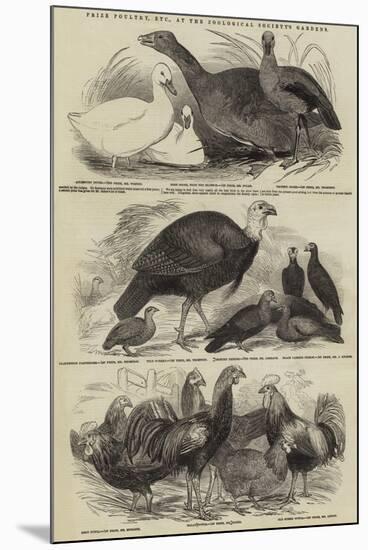 Prize Poultry, Etc, at the Zoological Society's Gardens-null-Mounted Giclee Print