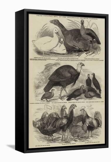 Prize Poultry, Etc, at the Zoological Society's Gardens-null-Framed Stretched Canvas