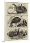 Prize Poultry, Etc, at the Zoological Society's Gardens-null-Framed Giclee Print