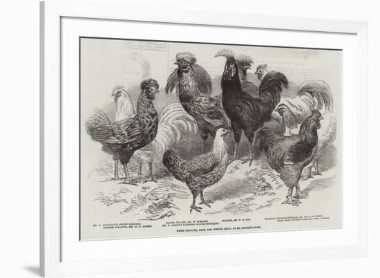 Prize Poultry, from the Winter Show, at St George'S-Road-null-Framed Giclee Print