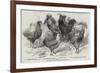 Prize Poultry, from the Winter Show, at St George'S-Road-null-Framed Giclee Print