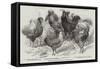 Prize Poultry, from the Winter Show, at St George'S-Road-null-Framed Stretched Canvas