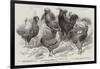 Prize Poultry, from the Winter Show, at St George'S-Road-null-Framed Giclee Print