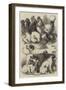 Prize Poultry, Pigeons, and Dogs at the Birmingham Show-Harrison William Weir-Framed Giclee Print
