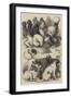 Prize Poultry, Pigeons, and Dogs at the Birmingham Show-Harrison William Weir-Framed Giclee Print