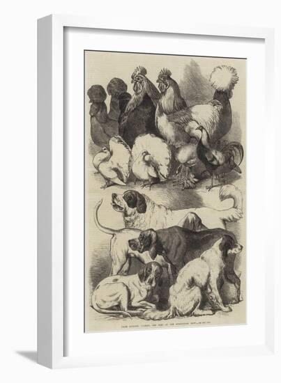 Prize Poultry, Pigeons, and Dogs at the Birmingham Show-Harrison William Weir-Framed Giclee Print