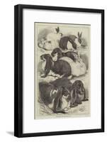 Prize Rabbits at the Crystal Palace Show-Samuel John Carter-Framed Giclee Print