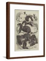 Prize Rabbits at the Crystal Palace Show-Samuel John Carter-Framed Giclee Print