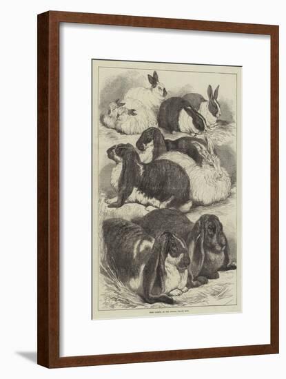 Prize Rabbits at the Crystal Palace Show-Samuel John Carter-Framed Giclee Print