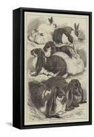 Prize Rabbits at the Crystal Palace Show-Samuel John Carter-Framed Stretched Canvas