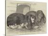 Prize Rabbits at the Rochester and Chatham Show-Harrison William Weir-Stretched Canvas