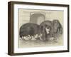 Prize Rabbits at the Rochester and Chatham Show-Harrison William Weir-Framed Giclee Print