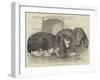 Prize Rabbits at the Rochester and Chatham Show-Harrison William Weir-Framed Giclee Print