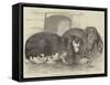 Prize Rabbits at the Rochester and Chatham Show-Harrison William Weir-Framed Stretched Canvas