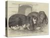 Prize Rabbits at the Rochester and Chatham Show-Harrison William Weir-Stretched Canvas