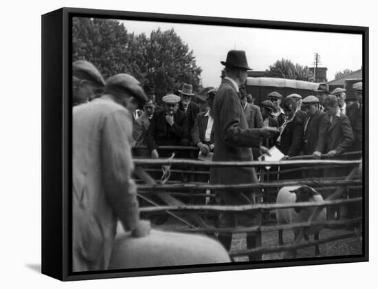 Prize Sheep Sale-null-Framed Stretched Canvas