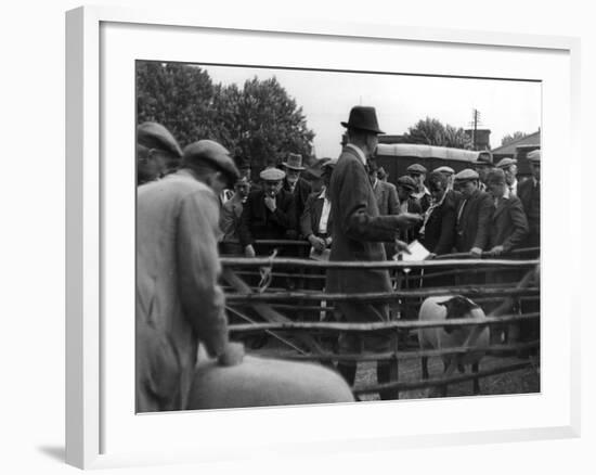 Prize Sheep Sale-null-Framed Photographic Print