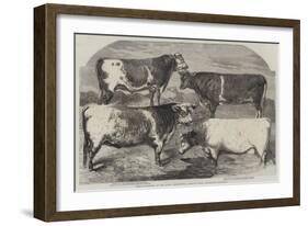 Prize Shorthorns at the Royal Agricultural Society's Show, Canterbury-Harrison William Weir-Framed Giclee Print