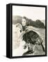 Prize Turkey-null-Framed Stretched Canvas