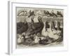 Prize Turkeys, Ducks, and Pigeons at the Birmingham Poultry Show-Samuel John Carter-Framed Giclee Print