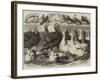 Prize Turkeys, Ducks, and Pigeons at the Birmingham Poultry Show-Samuel John Carter-Framed Giclee Print