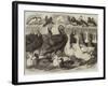 Prize Turkeys, Ducks, and Pigeons at the Birmingham Poultry Show-Samuel John Carter-Framed Giclee Print