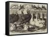 Prize Turkeys, Ducks, and Pigeons at the Birmingham Poultry Show-Samuel John Carter-Framed Stretched Canvas