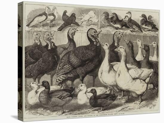 Prize Turkeys, Ducks, and Pigeons at the Birmingham Poultry Show-Samuel John Carter-Stretched Canvas