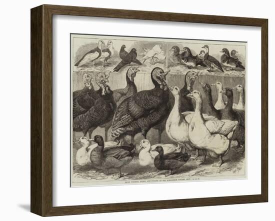 Prize Turkeys, Ducks, and Pigeons at the Birmingham Poultry Show-Samuel John Carter-Framed Giclee Print