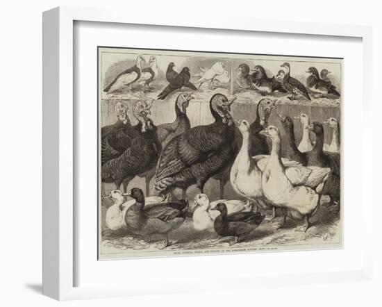 Prize Turkeys, Ducks, and Pigeons at the Birmingham Poultry Show-Samuel John Carter-Framed Giclee Print