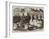 Prize Turkeys, Ducks, and Pigeons at the Birmingham Poultry Show-Samuel John Carter-Framed Giclee Print