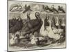 Prize Turkeys, Ducks, and Pigeons at the Birmingham Poultry Show-Samuel John Carter-Mounted Giclee Print