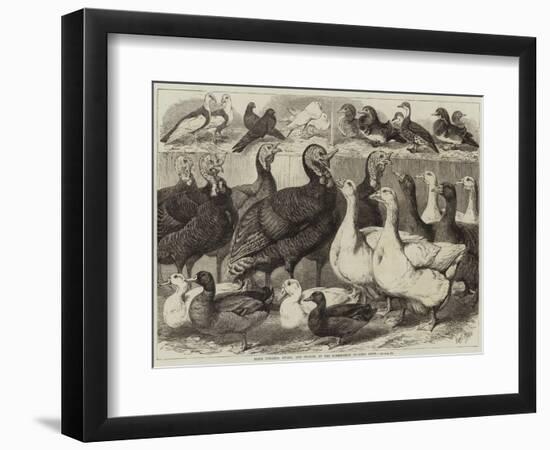 Prize Turkeys, Ducks, and Pigeons at the Birmingham Poultry Show-Samuel John Carter-Framed Giclee Print